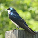 A tree swallow I spotted at the Jamaica Bay Wildlife Preserve